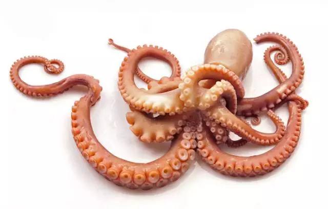 章鱼和人的智商,乌贼和章鱼的智商