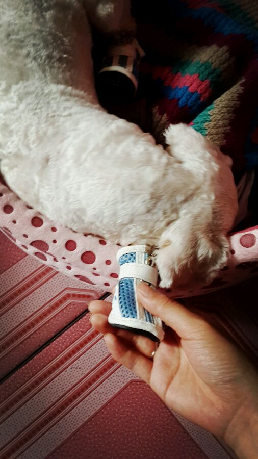 一天要出差，捡回的狗可怜巴巴望着我，竟做出的让我震惊的举动！