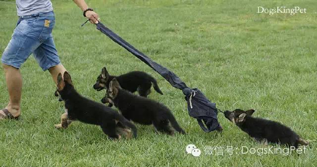 德牧生产产程多长时间,德牧分娩