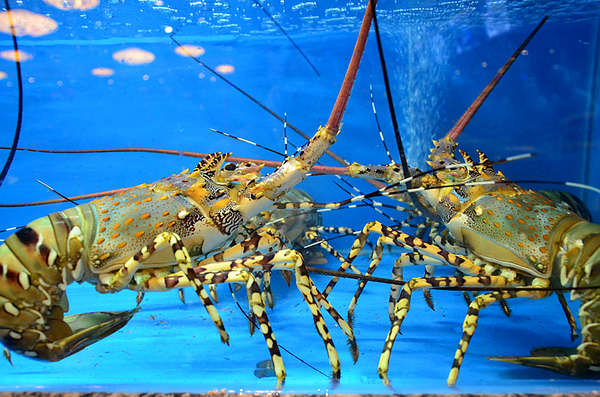 厦门味霖海鲜渔港,同安味霖海鲜渔港周岁宴