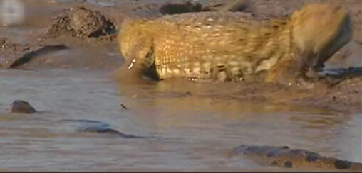 最大的鳄鱼和森蚺,巨型森蚺和巨型鳄鱼谁厉害