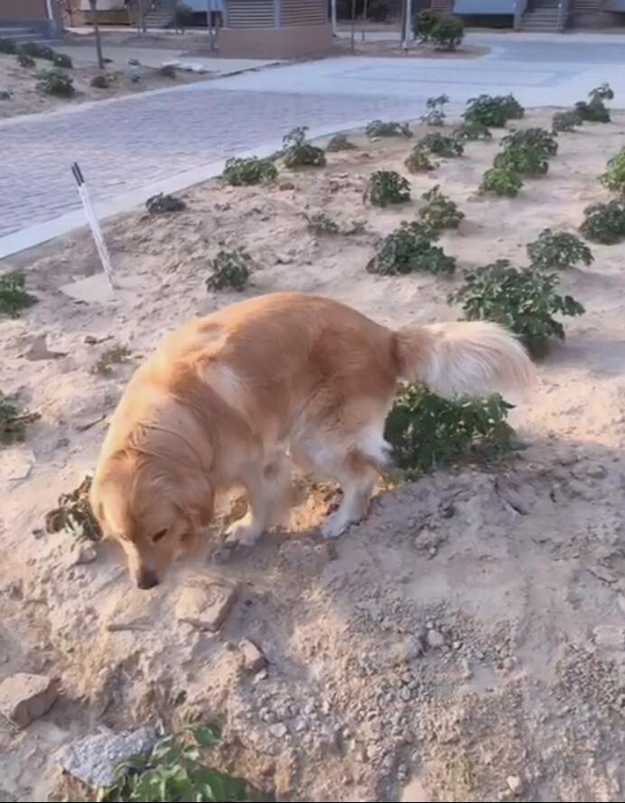 如何把金毛养肥,怎么才能把金毛养得肥一点