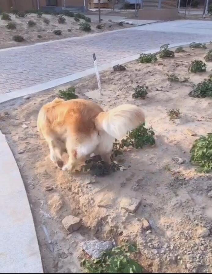 如何把金毛养肥,怎么才能把金毛养得肥一点