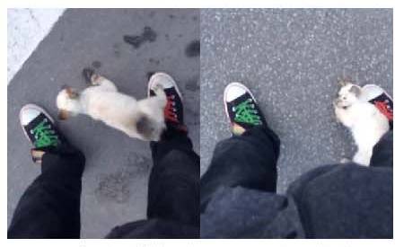 男子路过公园被流浪猫一见钟情，万万没想到，漫步都能捡个主子