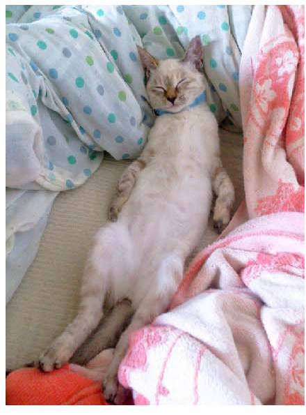 男子路过公园被流浪猫一见钟情，万万没想到，漫步都能捡个主子