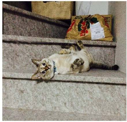 男子路过公园被流浪猫一见钟情，万万没想到，漫步都能捡个主子