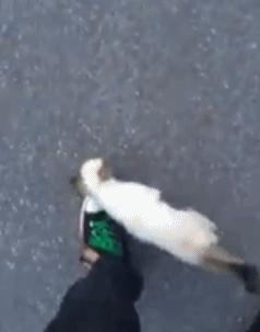 男子路过公园被流浪猫一见钟情，万万没想到，漫步都能捡个主子