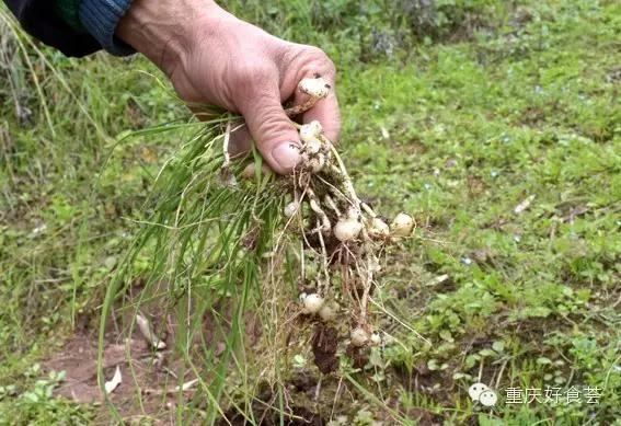 踏青挖野菜指南,最好玩的野趣旅游地方采野菜