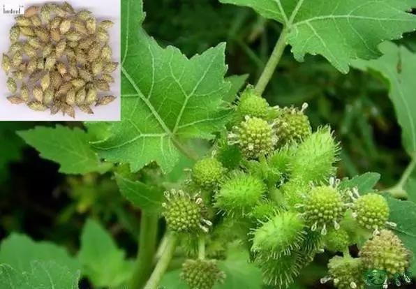 踏青挖野菜指南,最好玩的野趣旅游地方采野菜