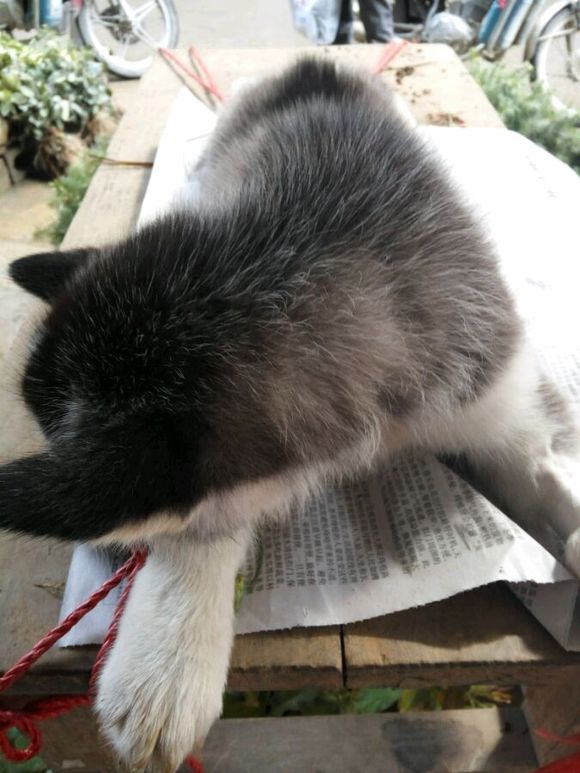 哈士奇拉肚子呕吐差点被卖给我狗的人害死