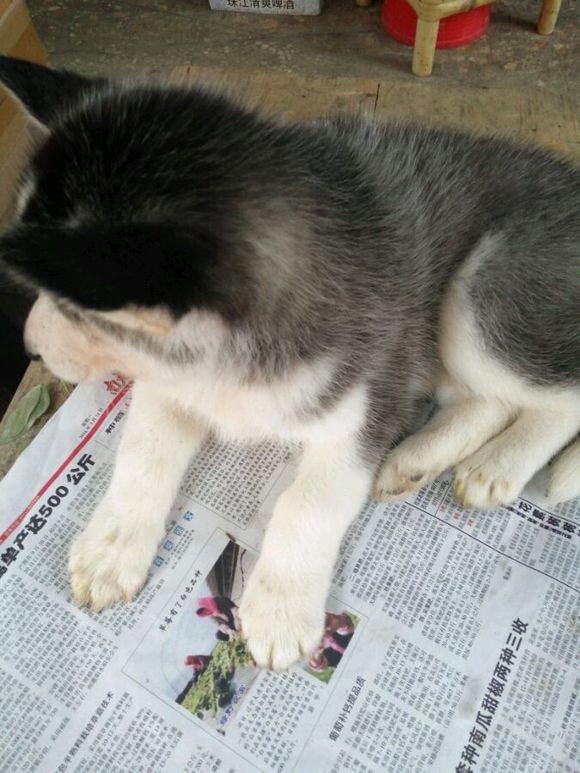 哈士奇拉肚子呕吐差点被卖给我狗的人害死