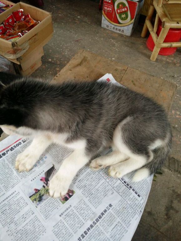 哈士奇拉肚子呕吐差点被卖给我狗的人害死