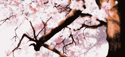 看樱花何必去远方,天津水上公园神户园樱花