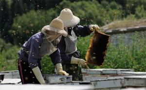 蜂蜜浓缩机对蜜的品质有影响吗,结晶蜜和浓缩蜜哪个更好