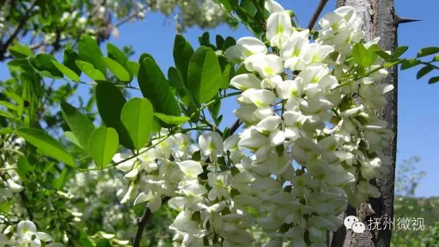 清明来上坟采野菜,清明祭祖去地里拿啥