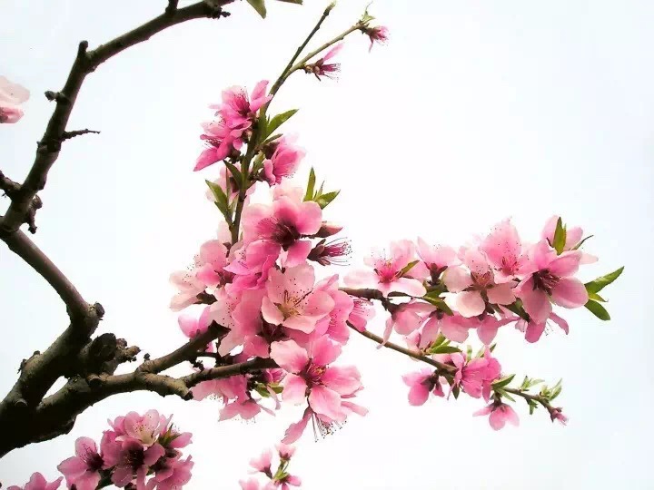 十里春风赏花季，你的朋友圈配词准备好了吗？