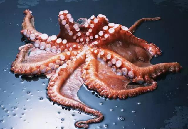 章鱼和人的智商,乌贼和章鱼的智商