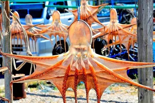 八爪鱼：满身的奇技淫巧，也敌不过煎炸炖炒