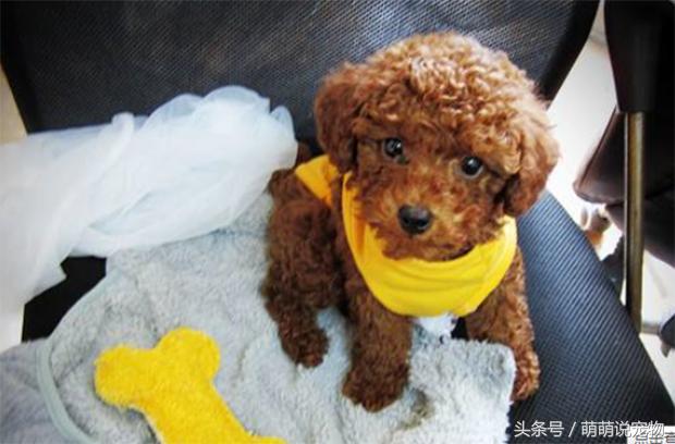 宠物狗泰迪好养吗,宠物狗泰迪惹人嫌