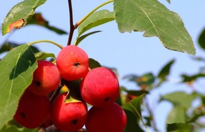 你吃过海红果吗？它有“钙王”之称，能健脾胃、保护心脑血管！