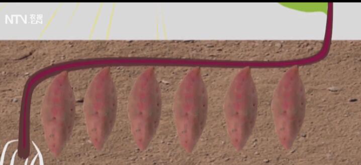 关于怎样才能种好红薯的视频,亩产红薯6000斤是怎么种出来的