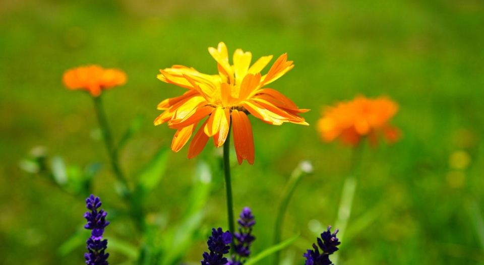 深受热捧的科颜氏金盏花爽肤水用户口碑到底怎样！带你了解真相！