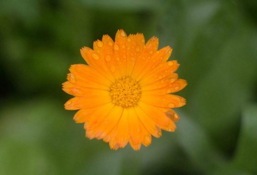 深受热捧的科颜氏金盏花爽肤水用户口碑到底怎样！带你了解真相！