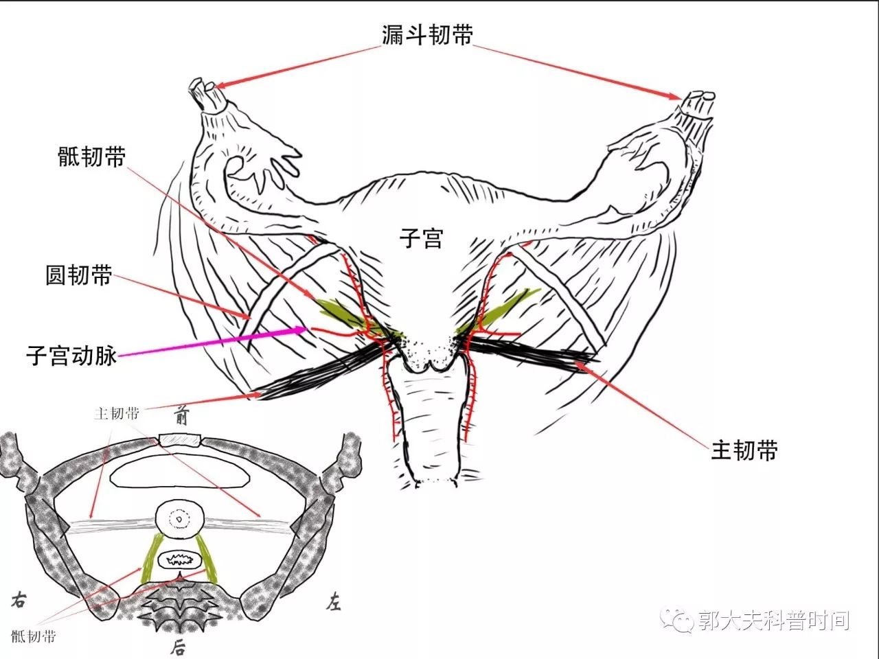 关于子宫切除的小秘密（一）——切除范围