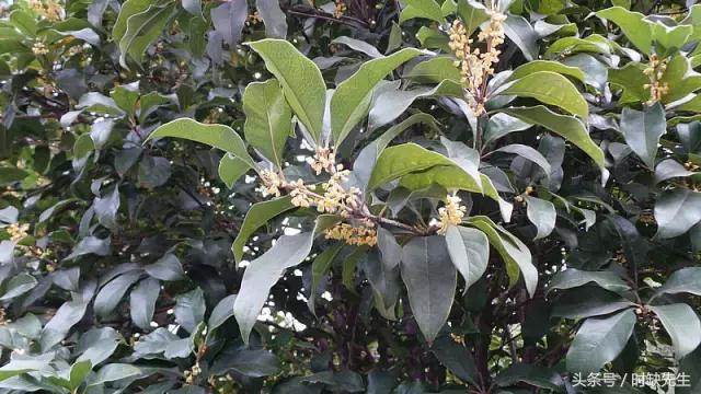 唉，南阳人表示这个国庆真的很蛋疼