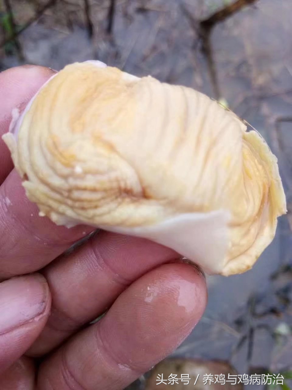 鸡腺肌胃炎与球虫病吃什么药,雏鸡得了腺肌胃炎和球虫该怎么治