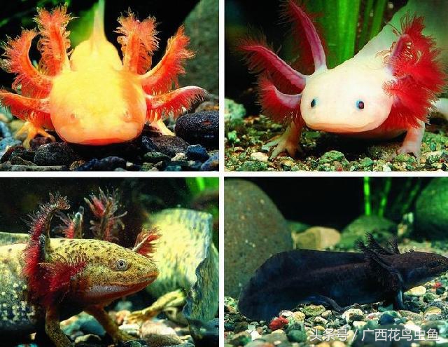 六角恐龙的习性与特点,六角恐龙可爱图