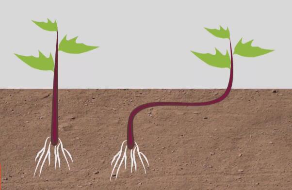 关于怎样才能种好红薯的视频,亩产红薯6000斤是怎么种出来的