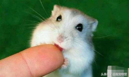 你家的仓鼠,你家的仓鼠咬人怎么办