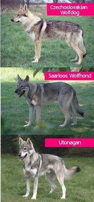 德牧血统信息查询,德牧血统一览表