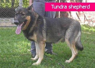 德牧血统信息查询,德牧血统一览表