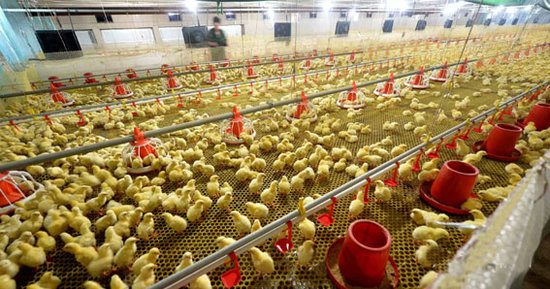 畜牧业就业难,都说养殖不赚钱为什么还有人做