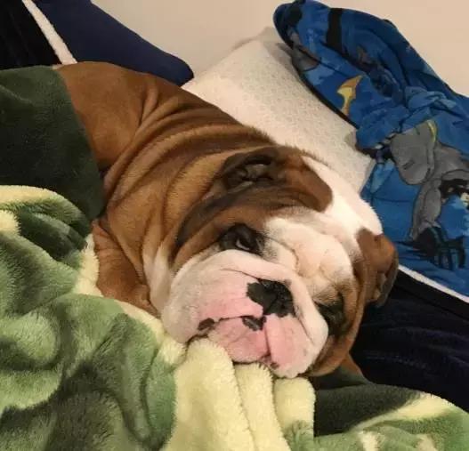 天气降温狗狗拉肚子怎么办,斗牛犬天气太热喘气怎么办