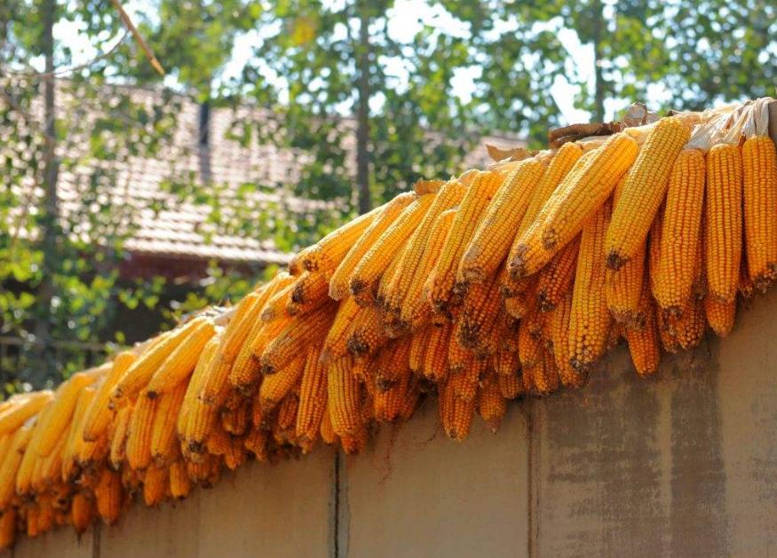 玉米收获后卖什么最好卖,玉米卖湿棒合算还是卖干籽合算