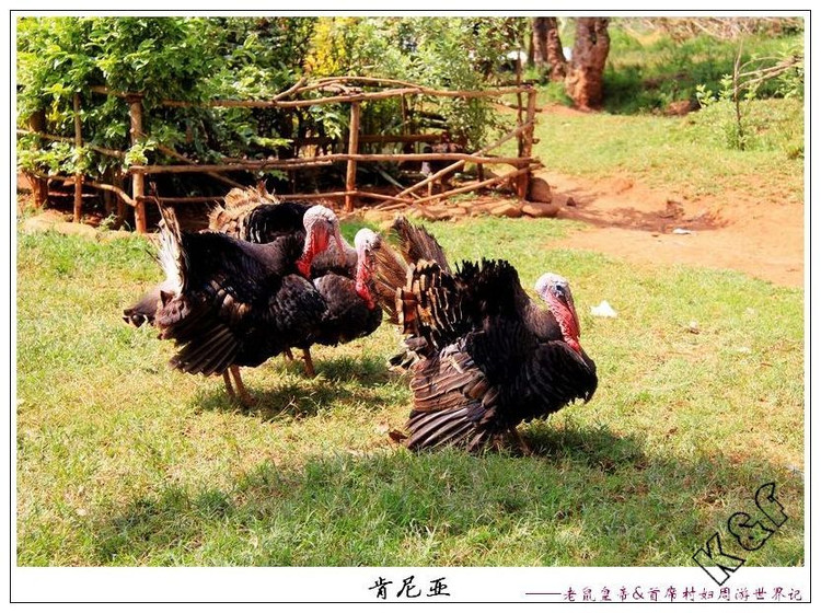 美国前总统奥巴马演讲,剖析奥巴马为什么演讲很厉害