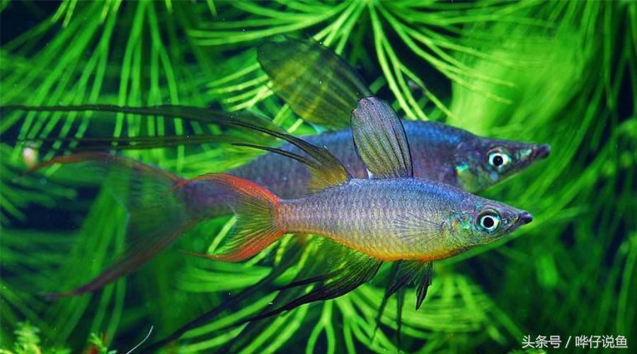 最漂亮的鱼缸大全,六大美女都有哪些