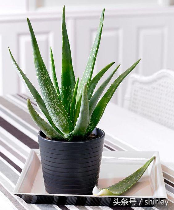 芦荟胶冷敷凝胶的作用与功效,芦荟胶加精油配方的作用与功效