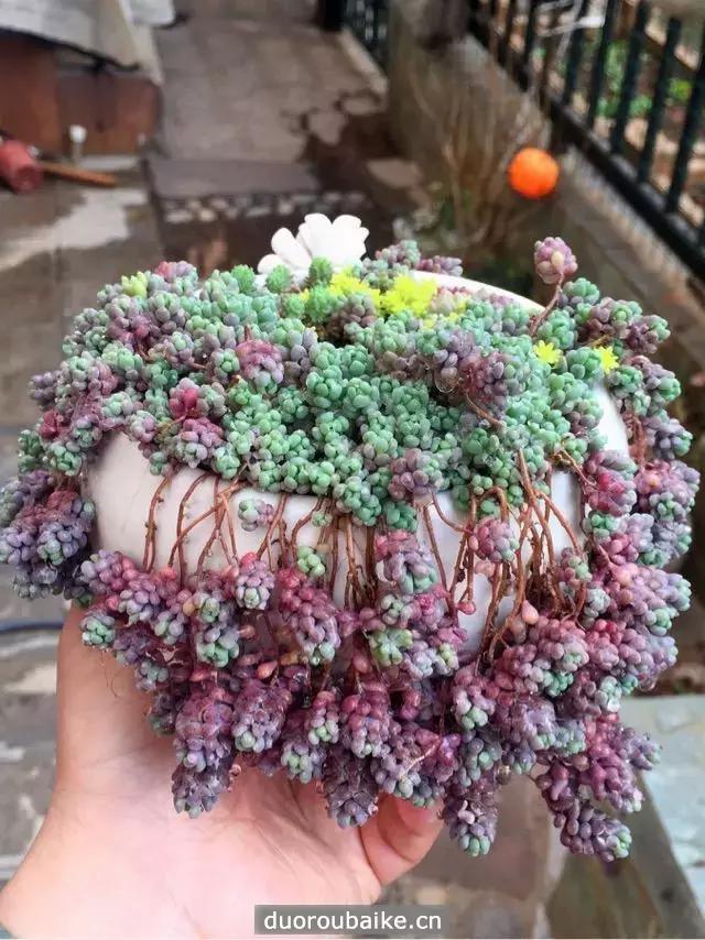 姬星美人爆盆技巧,姬星美人换盆视频