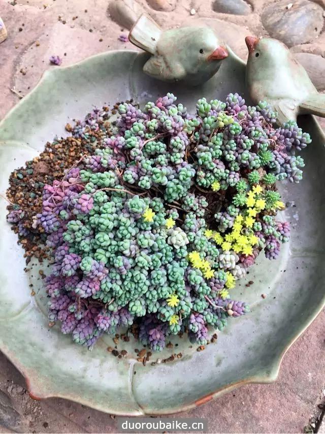 姬星美人爆盆技巧,姬星美人换盆视频