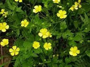 踏青挖野菜指南,最好玩的野趣旅游地方采野菜