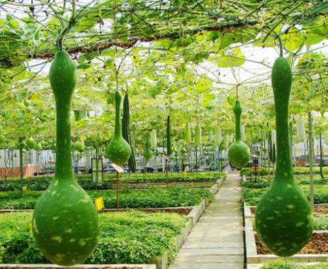 南宁适合夏天去的农家乐,南宁三塘农家乐排名前十名