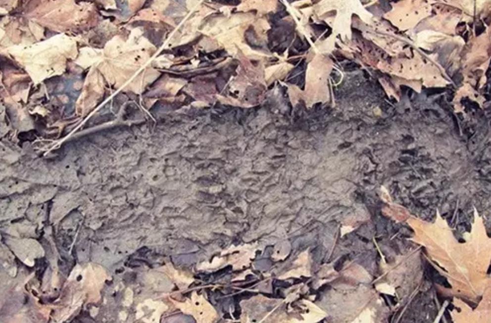 野外生存diy教你制作捕捉陷阱,野外求生陷阱简单大全