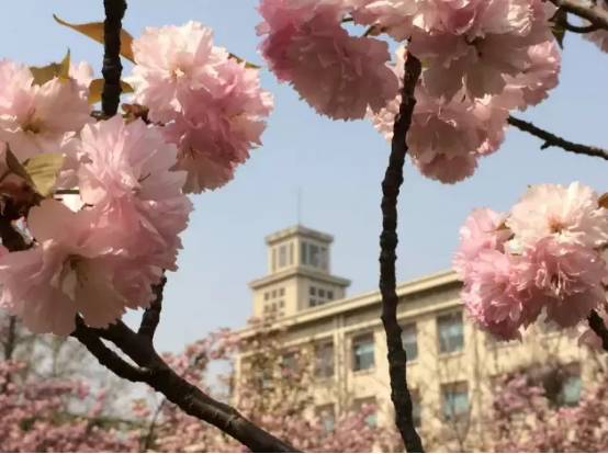 看樱花何必去远方,天津水上公园神户园樱花