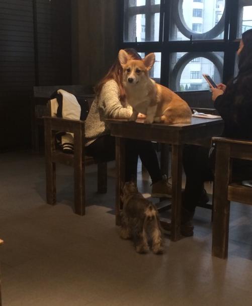 上海狗狗咖啡馆推荐,上海小众咖啡馆