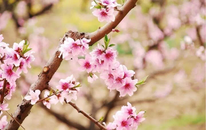 十里春风赏花季，你的朋友圈配词准备好了吗？