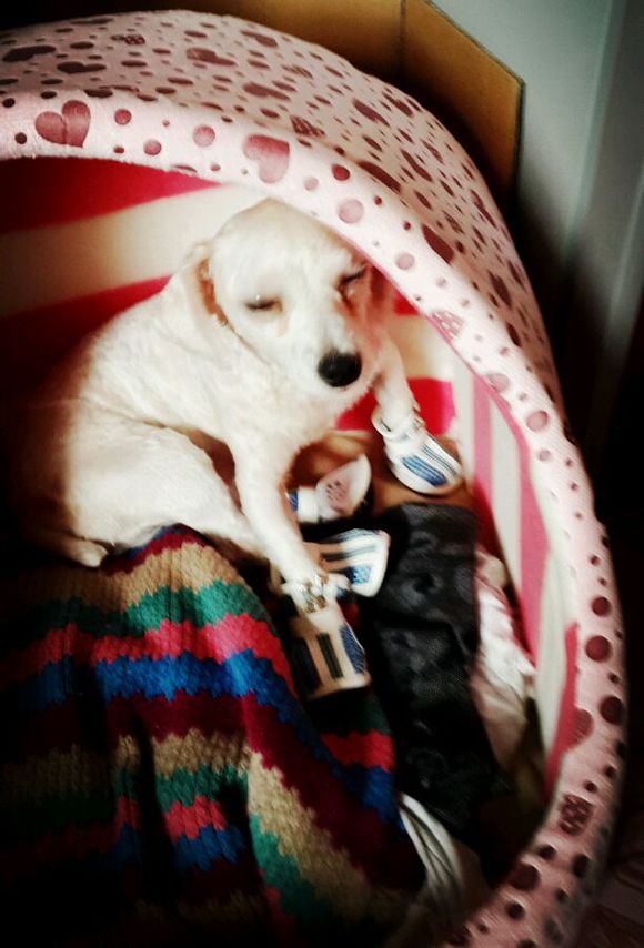 一天要出差，捡回的狗可怜巴巴望着我，竟做出的让我震惊的举动！